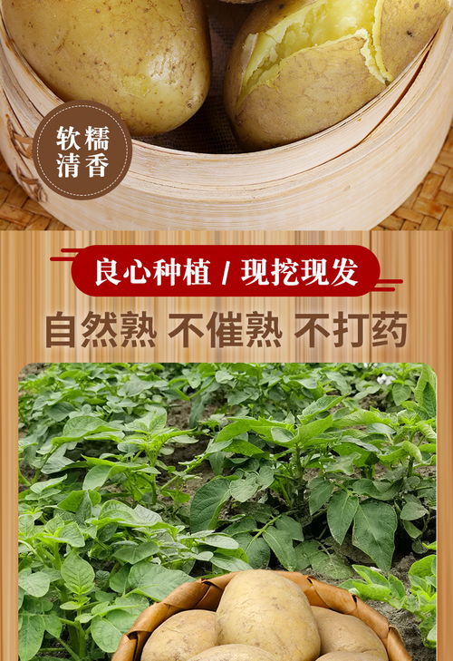 山東黃心土豆 農(nóng)家自種的營養(yǎng)寶藏